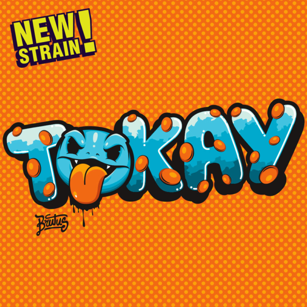 Tokay